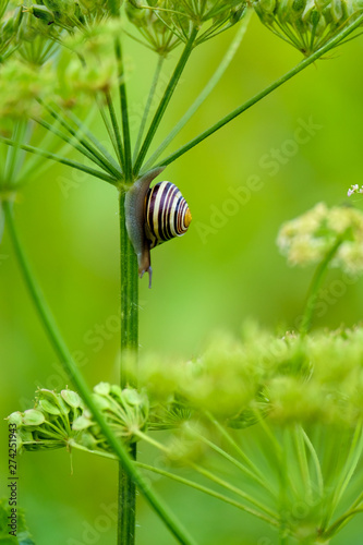 Snail at the flowers_ horizontal