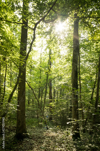 Impressive trees in the forest. Fresh green leaves and sunshine  springtime. Bottom view.