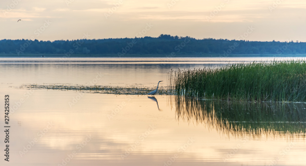Great White Egret in a Lake at Sunset