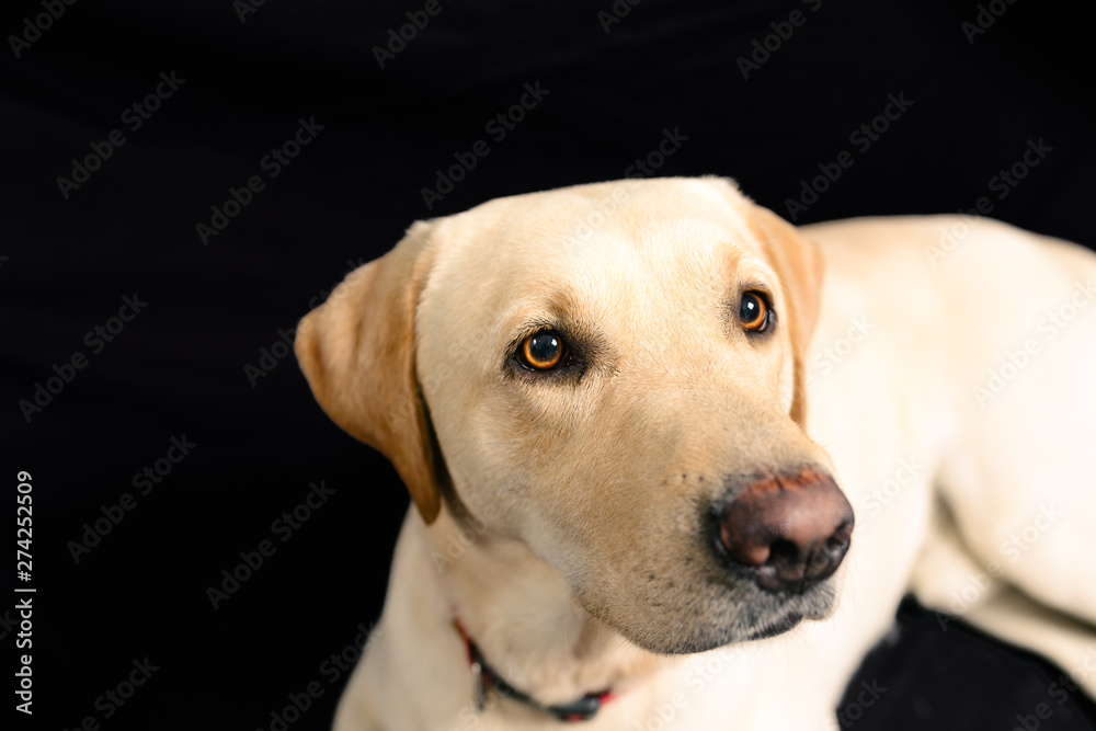 Closeup Portrait in studio of blond labrador on black background