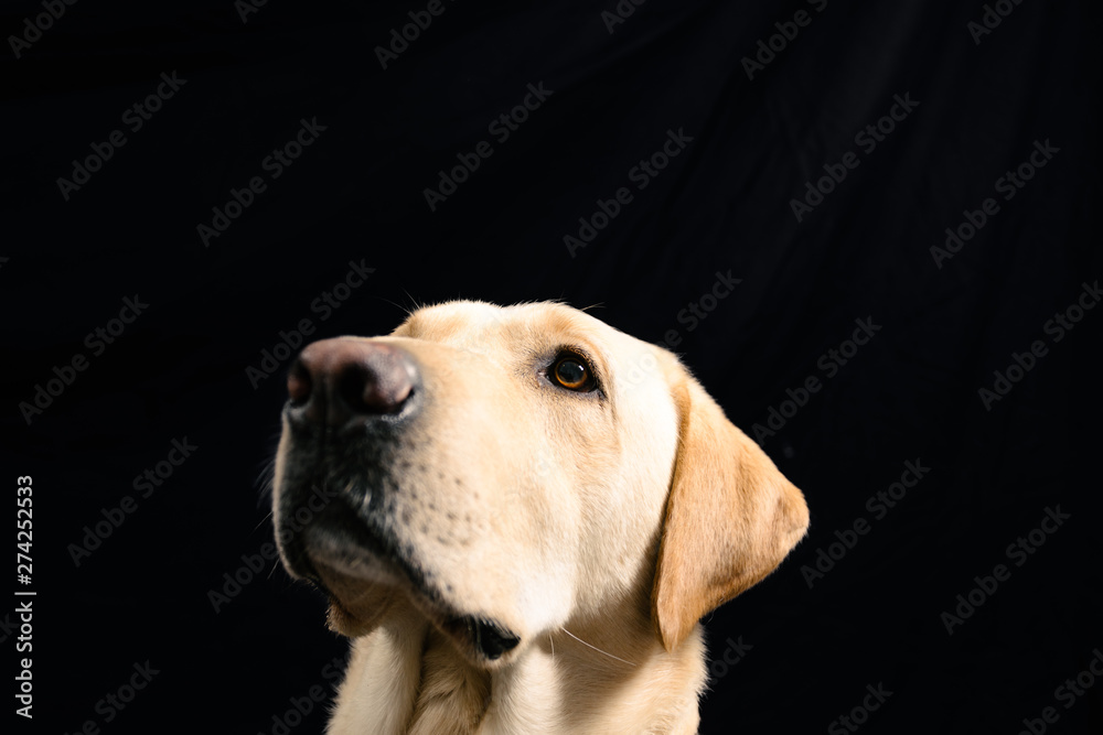 Closeup Portrait in studio of blond labrador on black background Closeup Portrait in studio of blond labrador on black background