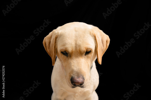 Closeup Portrait in studio of blond labrador looking down on black background