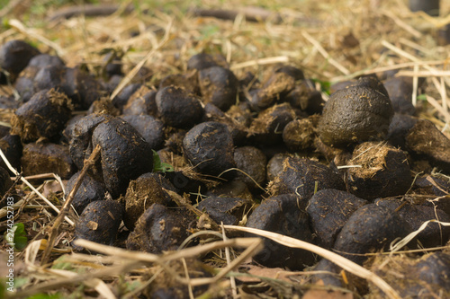 фотографія The faeces of horse on ground