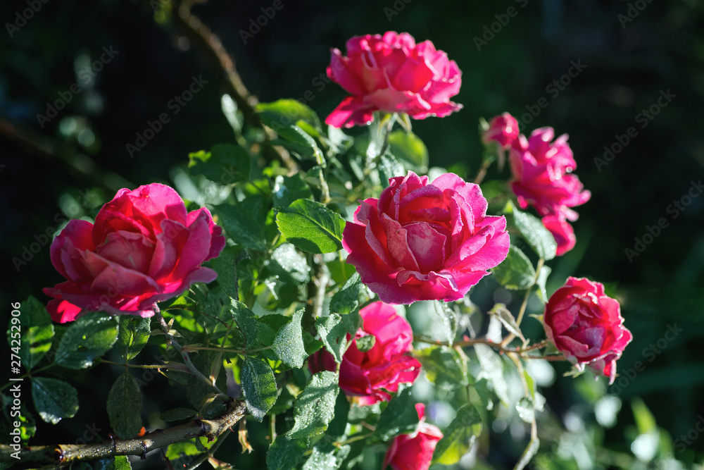 Pink rose blossoms in summer morning light