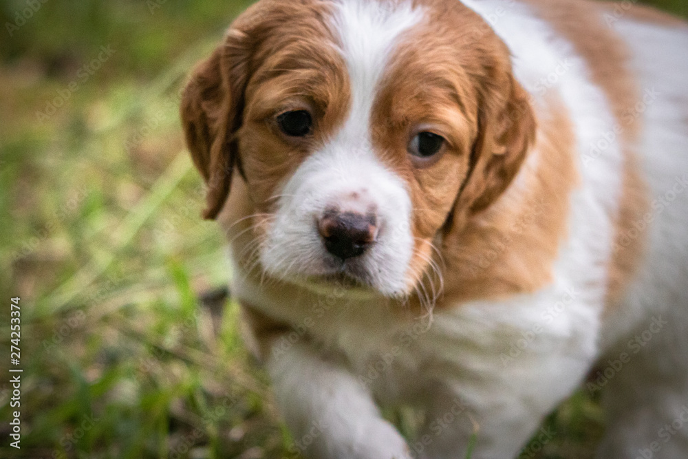 cute and curious brown and white brittany spaniel baby dog, puppy portrait isolated exploring