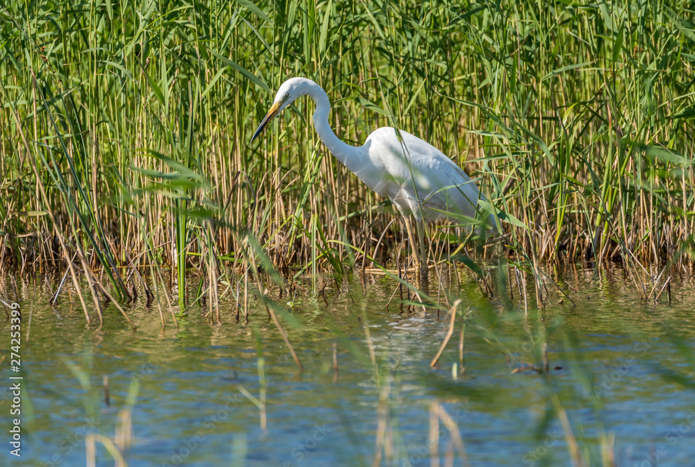 Naklejka premium Great White Egret Perched in a Tree