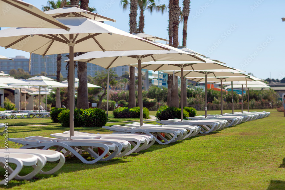 Parasols and sunbeds stand one after another on the green grass under the big long palm trees. Parasols and sunbeds stand one after another on the green grass under the big long palm trees.