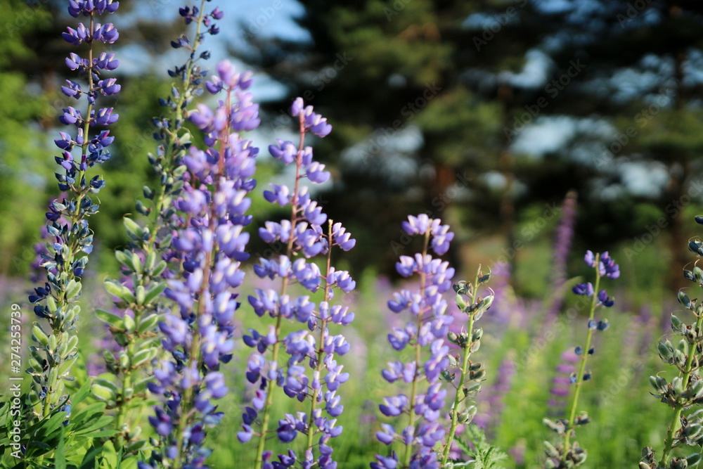 Obraz premium Summer flowers in the meadow