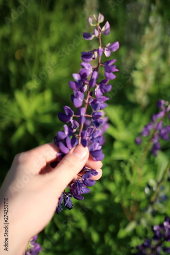  Flowers lupine in hands