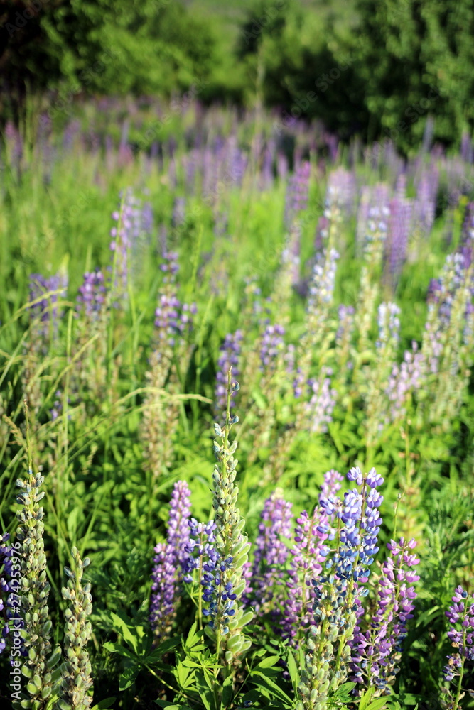 Fototapeta premium Flowering lupines on the edge of the forest