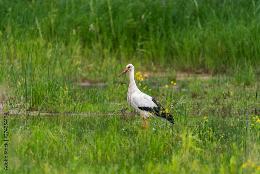 Stork Hunting for Food in Wetlands in Latvia Stork Hunting for Food in Wetlands in Latvia
