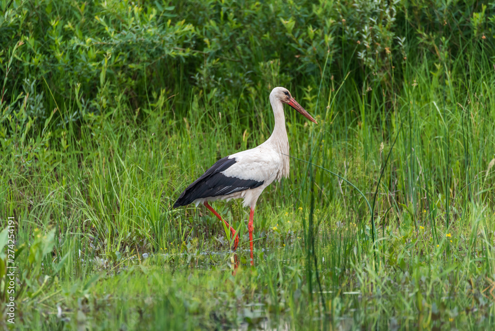 Naklejka premium Stork Hunting for Food in Wetlands in Latvia