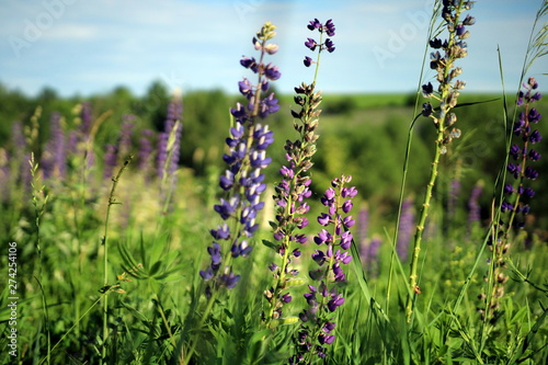 Summer flowers in the meadow