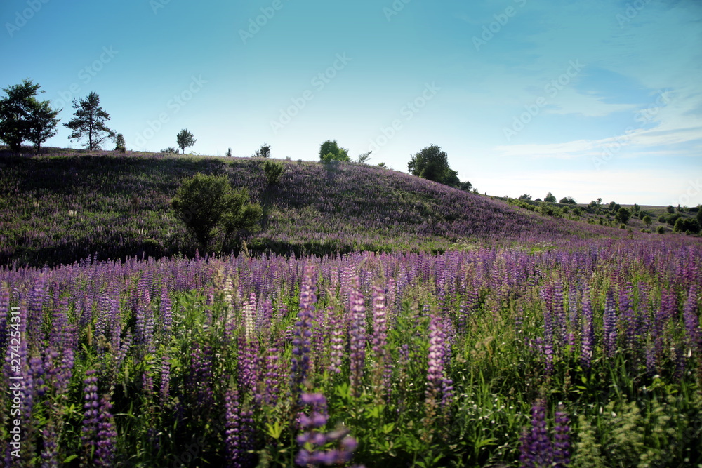Fototapeta premium Summer flowers in the meadow