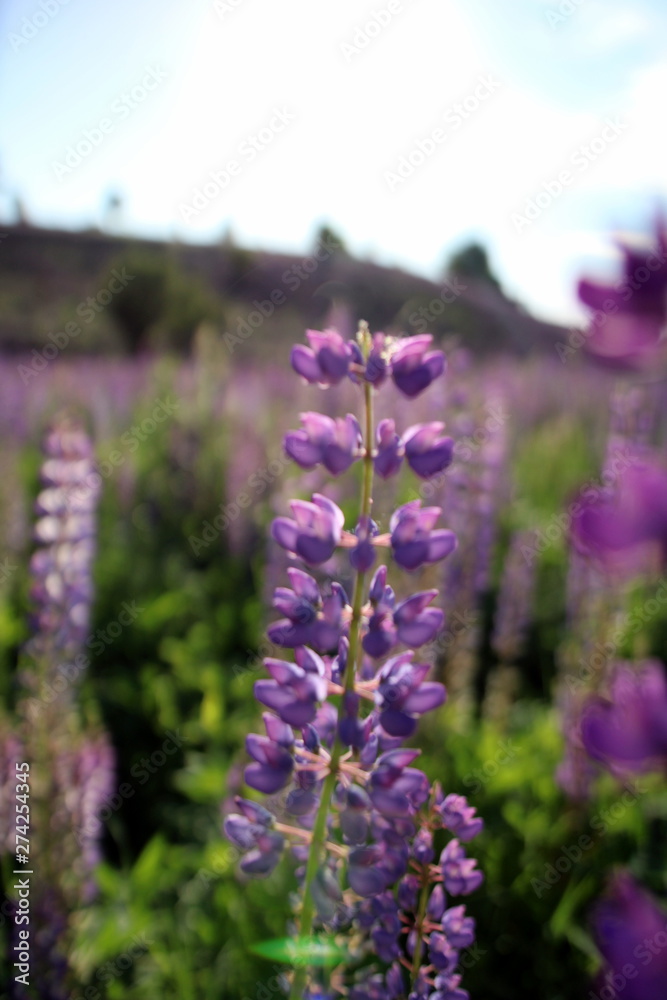 Obraz premium Summer flowers in the meadow