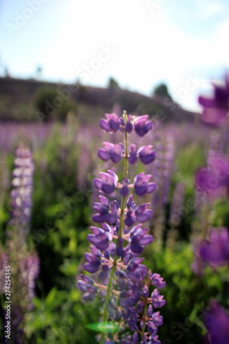 Summer flowers in the meadow