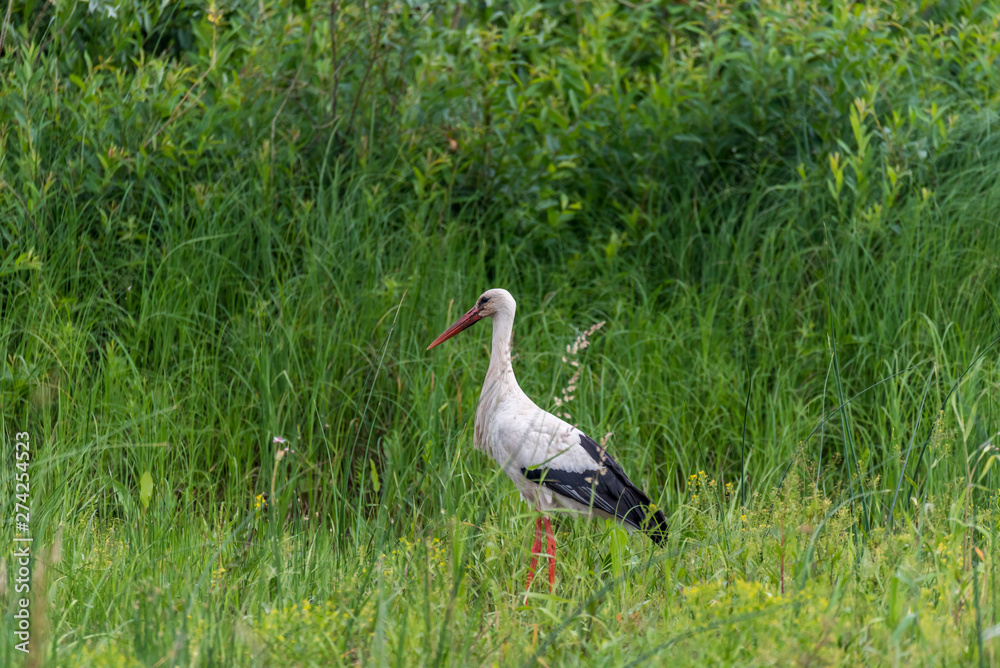 Fototapeta premium Stork Hunting for Food in Wetlands in Latvia