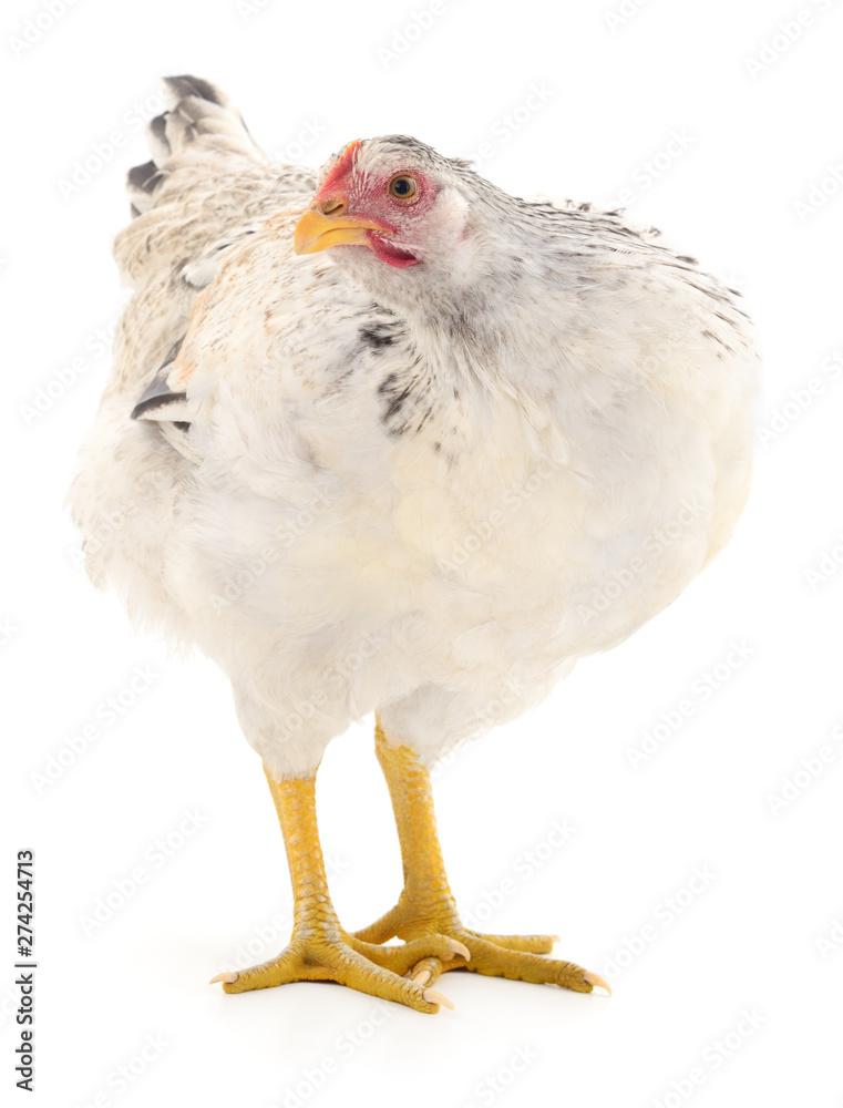 white hen isolated.