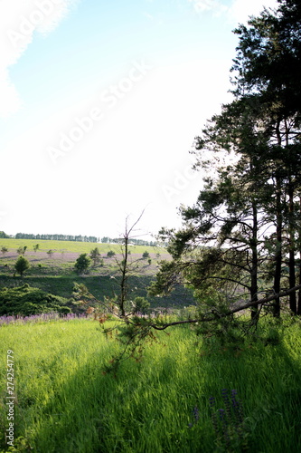 Flowering lupines on the edge of the forest