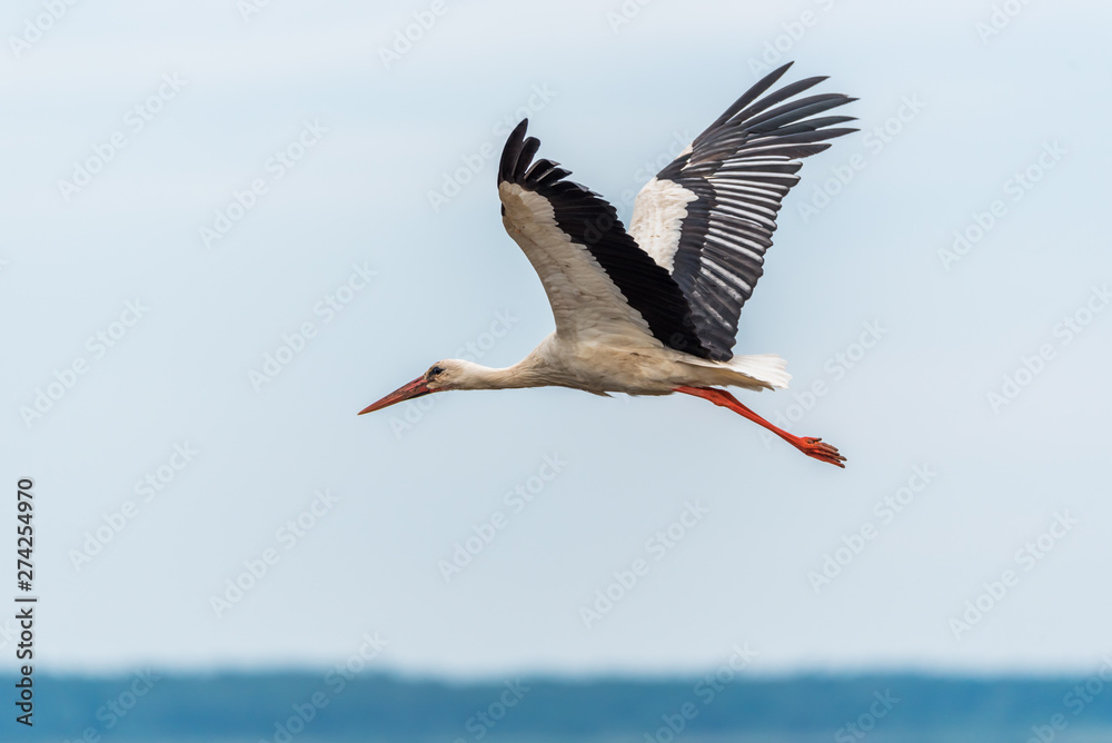 Fototapeta premium Stork Flying Over Wetlands in Latvia