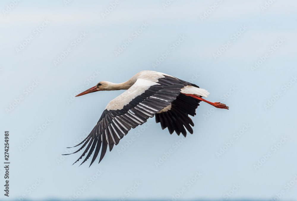 Fototapeta premium Stork Flying Over Wetlands in Latvia