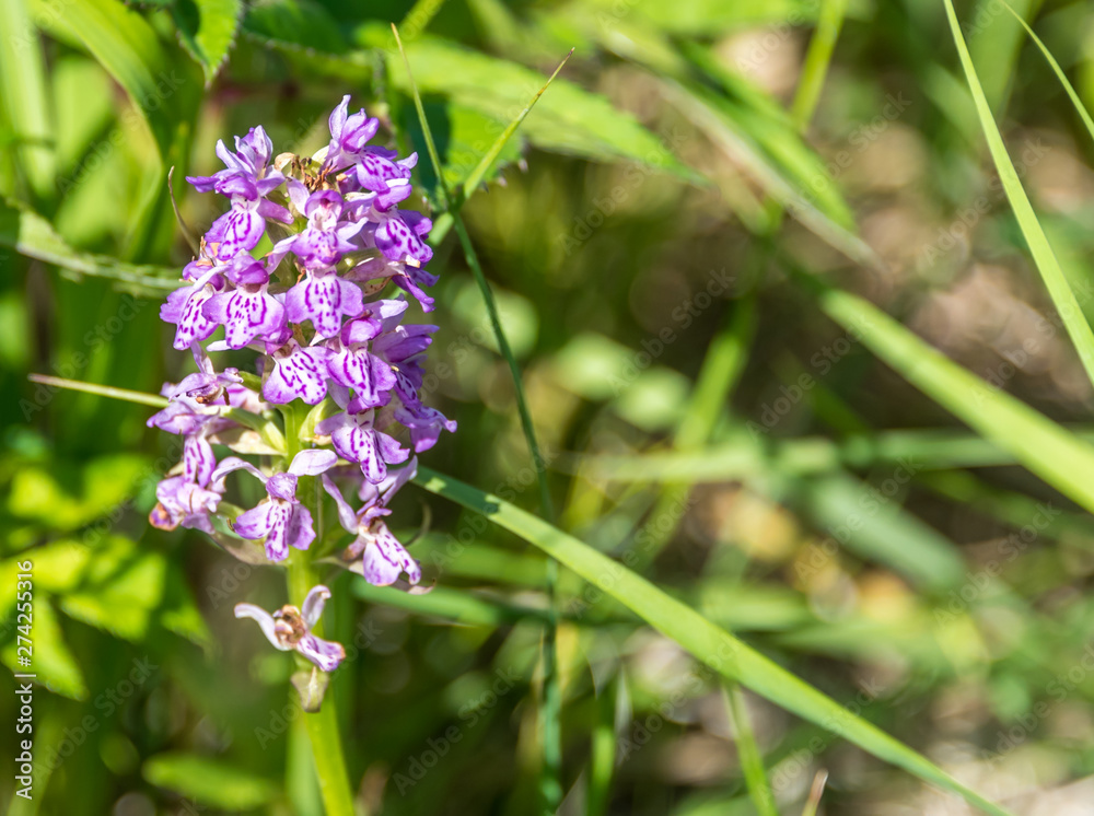 Purple, Pink and Lavender Wildflowers Purple, Pink and Lavender Wildflowers