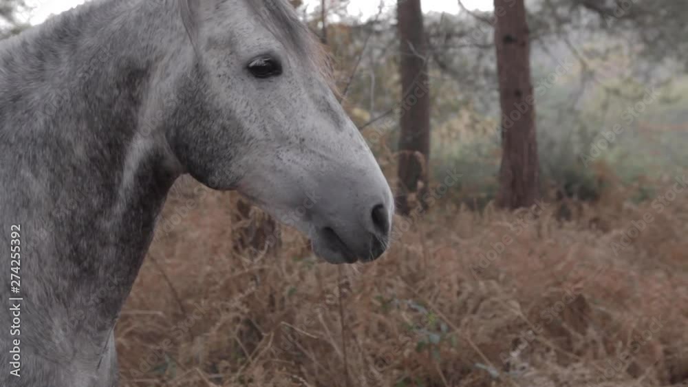 Beautiful gray wild horse posing in the forest in the mountain during afternoon. Green Nature. Head Close up. Beautiful gray wild horse posing in the forest in the mountain during afternoon. Green Nature. Head Close up.