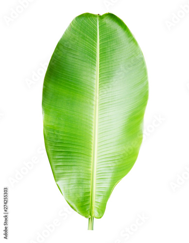 Isolate of collection banana leaf on white background and clipping path.-Image.