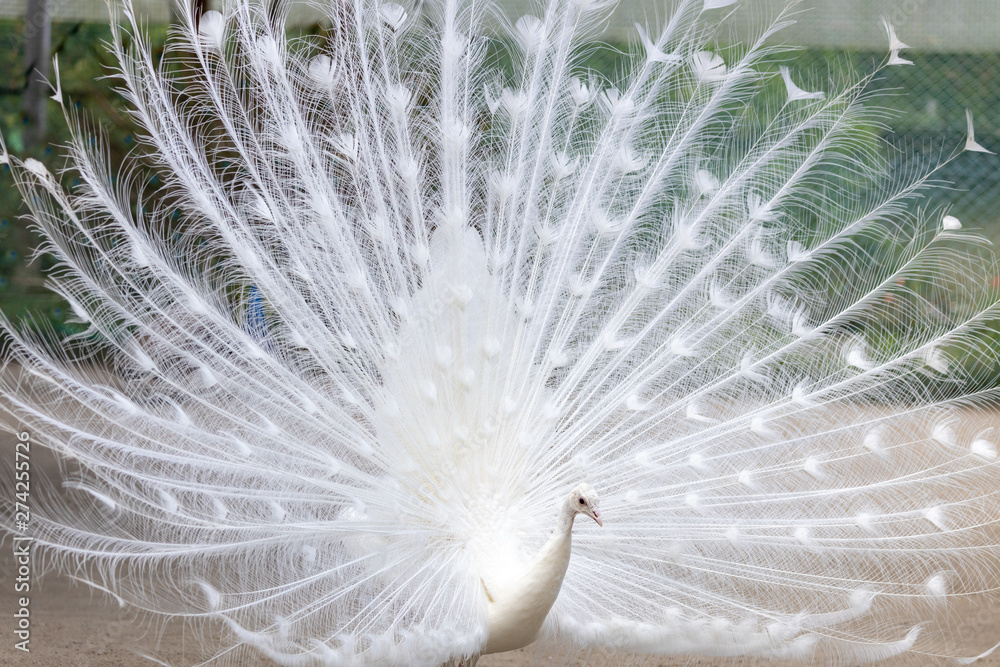 Obraz premium 白孔雀, シロクジャク, インドクジャク, 白変種