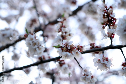 Fototapeta Naklejka Na Ścianę i Meble -  Blooming Spring Cherry Orchard