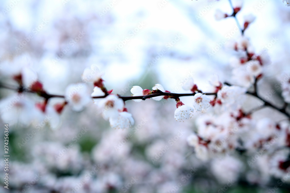 Blooming Spring Cherry Orchard