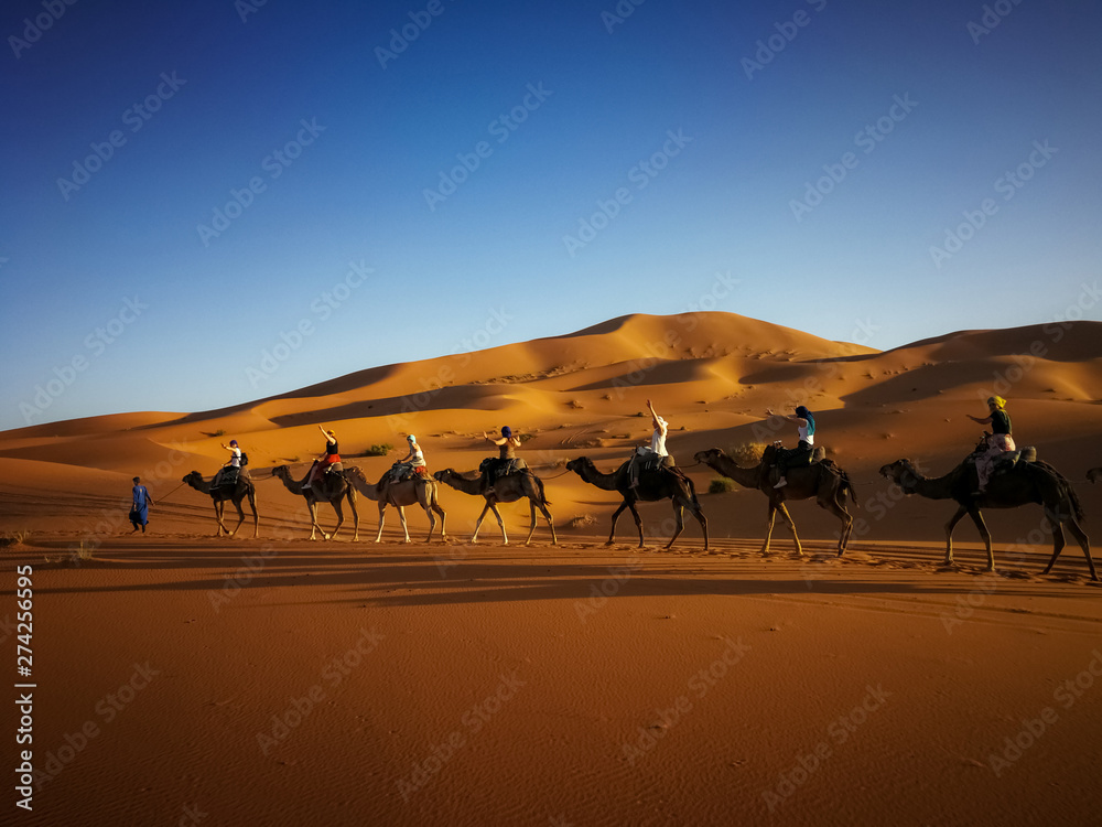 Camel caravan going through the sand dunes in the Sahara Desert, Morocco Camel caravan going through the sand dunes in the Sahara Desert, Morocco