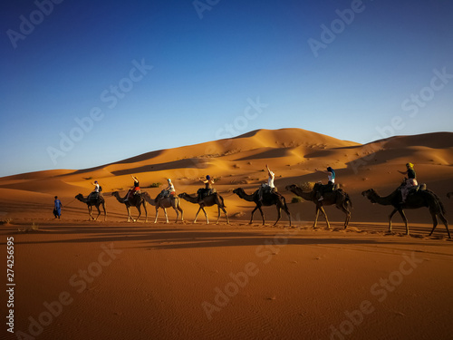 Camel caravan going through the sand dunes in the Sahara Desert, Morocco