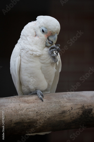 Fototapeta Vogel