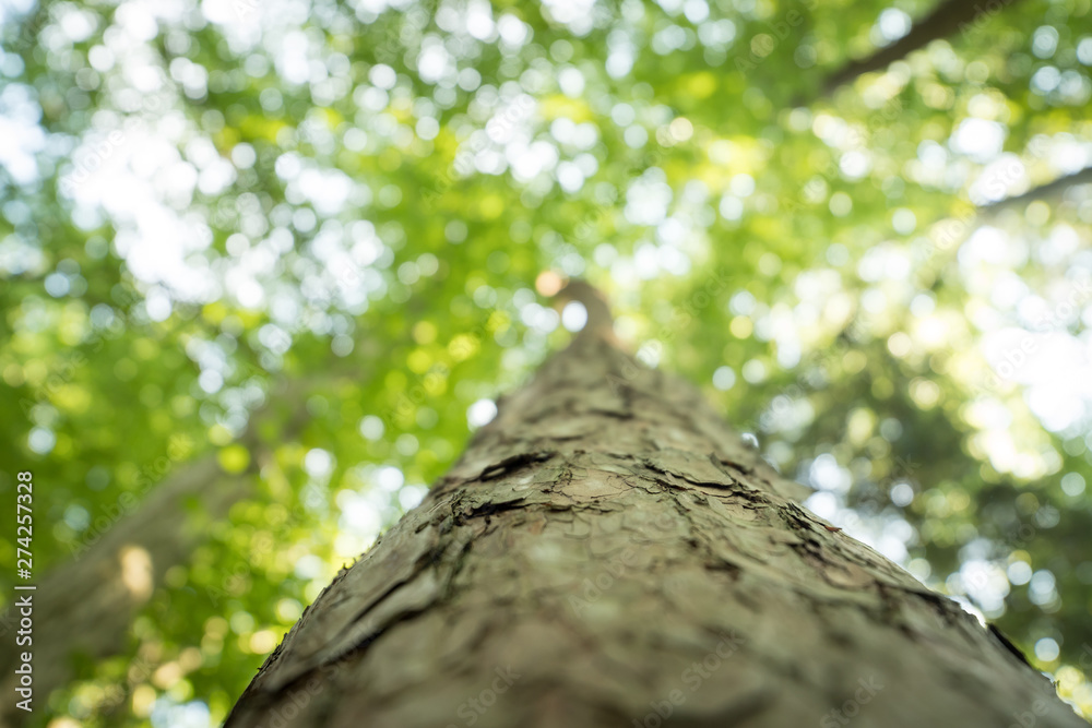 Tree trunk in the forest: Close up picture, blurry green background Tree trunk in the forest: Close up picture, blurry green background