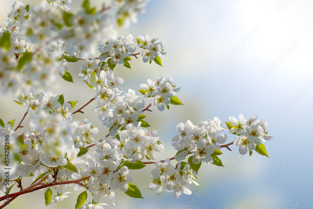 apple-tree flowers, spring blossoming