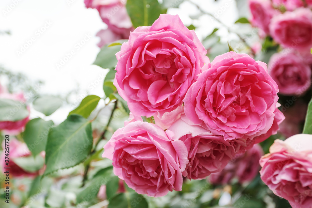 Pink garden roses, closeup, summer floral background. Pink garden roses, closeup, summer floral background.