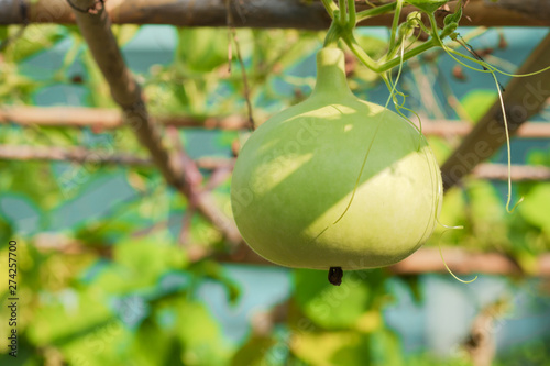 Spherical green Calabash gourd (Lagenaria siceraria (Molina) Standl.)  planted in the garden as a vine plant. photo