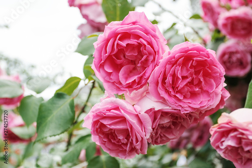 Pink garden roses, closeup, summer floral background. © greenoline
