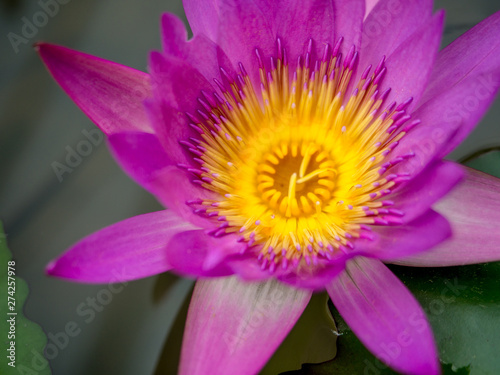 Purple lotus that is blooming