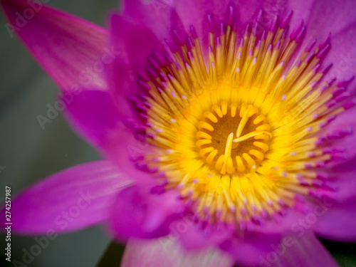 Purple lotus that is blooming