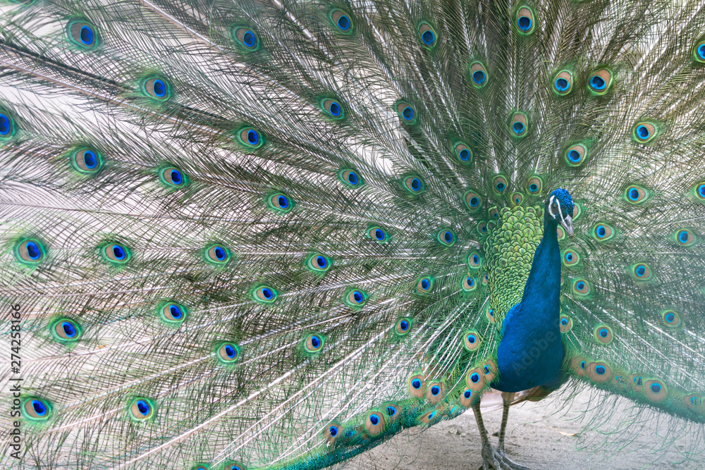 Obraz premium インドクジャク