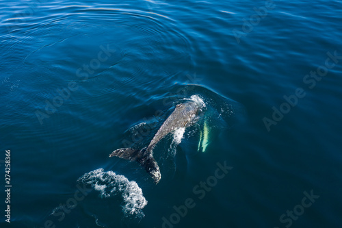 Aerial view of Humpback whale, Iceland. © Jag_cz