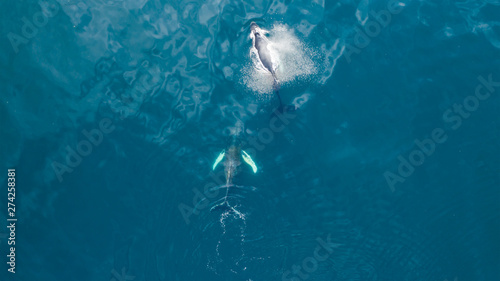 Tableau sur toile Aerial view of Humpback whale, Iceland.