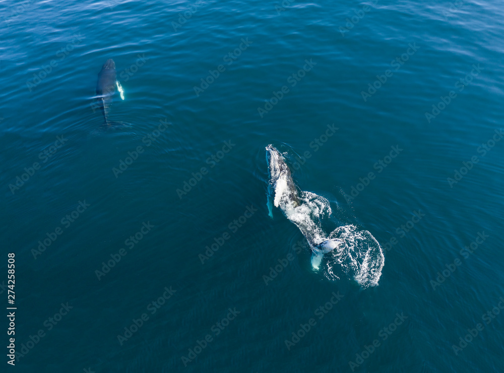 Fototapeta premium Aerial view of Humpback whale, Iceland.