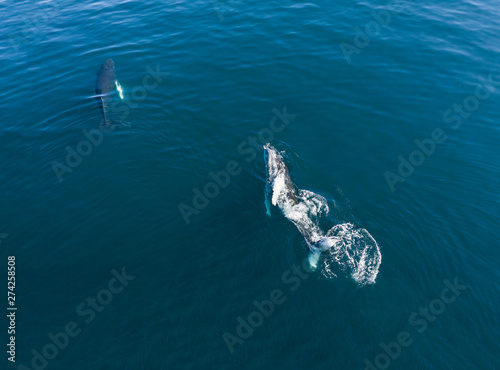 Aerial view of Humpback whale, Iceland.