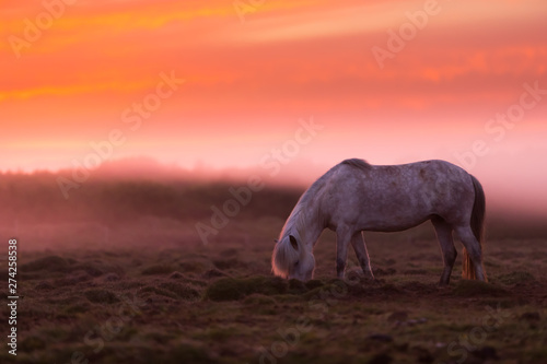 Group of Icelandic horse in beautiful sunset
