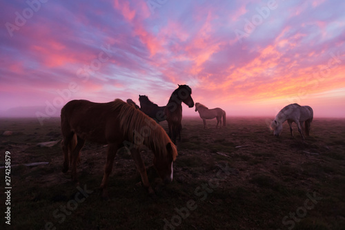 Fototapeta Naklejka Na Ścianę i Meble -  Group of Icelandic horses in beautiful sunset