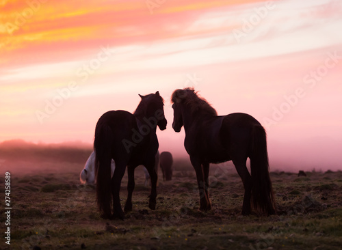 Group of Icelandic horses in beautiful sunset