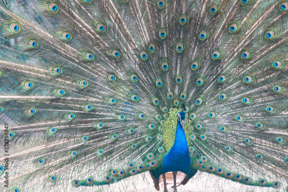 Obraz premium インドクジャク